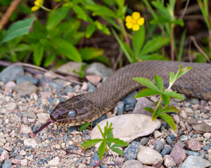 Snake Stock Photo and Image. head close-up profile view with a blur foliage background displaying tongue, eye, skin in its environment and habitat surrounding.