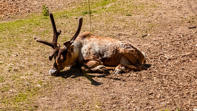 Rangifer tarandus fennicus, Finnish forest reindeer, on a sunny summer day
