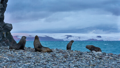 A group of seals in a beach opn the Antartic peninsula