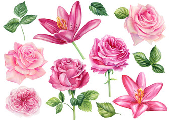 Set flowers. Lilies, roses and leaves, watercolor illustration. Pink flower isolated on white background.