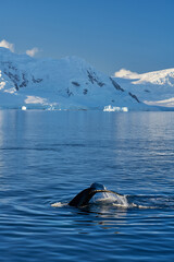 Whale tail in Antartic with a beautiful mountain scenary over the sea