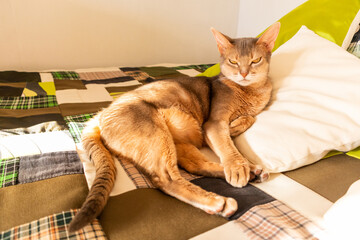 Abyssinian cat at home. Close up portrait of blue abyssinian cat, lying on a patchwork quilt and...