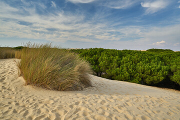 Transdunes flora in Doñana. Vegatation and trees are gradualy buried by the dunes formed by the...