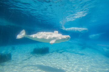 Beluga whales in the aquarium, in nature