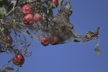 red apples covered in cobwebs