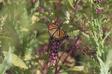 butterfly on purple berries