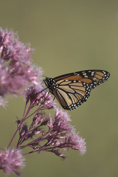monarch butterfly on a purple flower