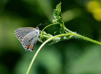 Butterfly on vine