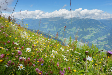 Bergblumenwiese mit Kräutern
