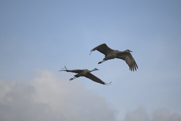 pair of sandhill cranes flying