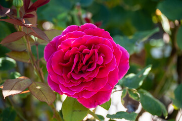 Rose in bloom on a rose bush. 