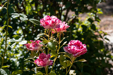Obraz premium Rose in bloom on a rose bush. 