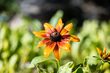 sunflower in the growing phase.