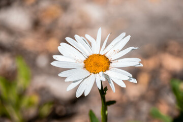 Fototapeta premium Daisy flower in the garden, natural petals.