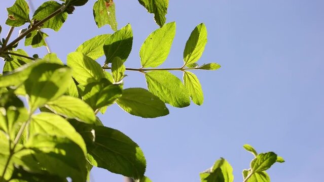 The leaves of Lemon balm (Lippia alba) arranged against the background of the blue sky with clouds, swaying in the wind on a sunny day in the city of Rio de Janeiro, Brazil.