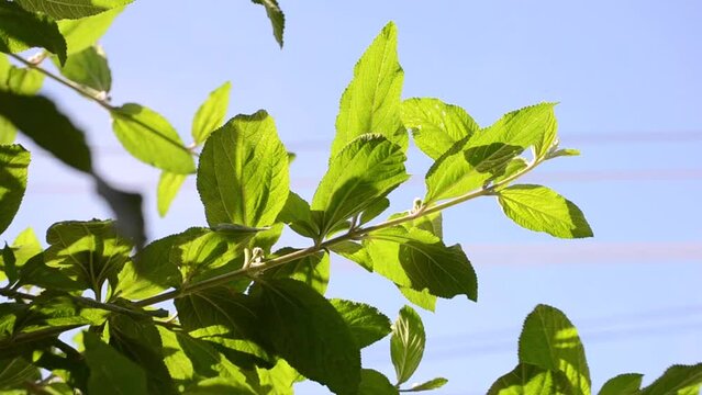 The leaves of Lemon balm (Lippia alba) arranged against the background of the blue sky with clouds, swaying in the wind on a sunny day in the city of Rio de Janeiro, Brazil.