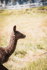 Junges braunes Lama © Petra Fischer