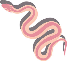 Common viper snake isolated on white