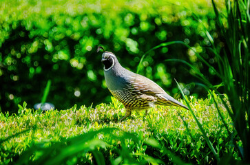 California Quail