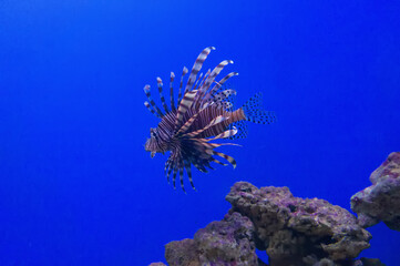 Fototapeta na wymiar Striped lionfish-zebra swims in the blue water