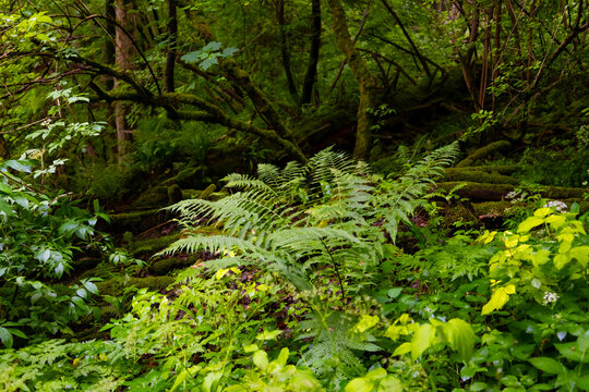 Monochrome undergrowth beech forest in Bad Urach Germany on a summer day after heavy rain. Fresh green foliage, fern fronds on the ground of the wood. Idyllic atmosphere in natural reserve scenery.