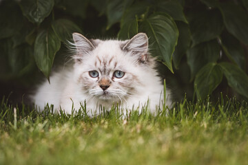 Reinrassiges K&auml;tzchen