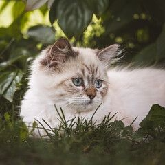 Reinrassiges K&auml;tzchen