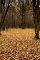 Autumn forest in bright and rich colors