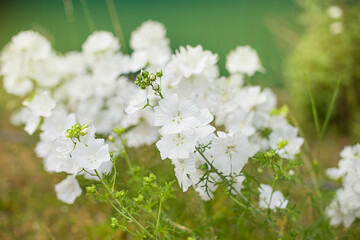 White delicate flowers A bouquet of white flowers on the background of the greenery of the garden