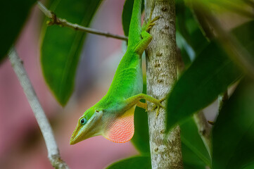 Lizard with red throat