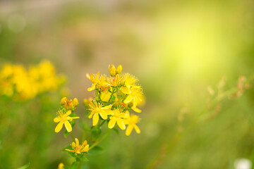 Medicinal herbs. Yellow St. John 's Wort Flowers