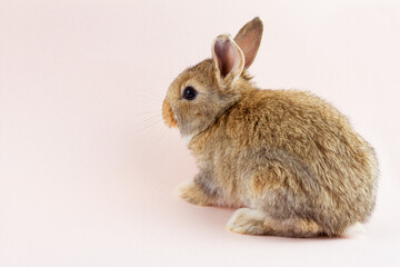 Easter cute brown fluffy rabbit close-up on a pastel pink background. Concept for the spring holiday of Easter. Domestic hare with mustache Easter holiday concept.