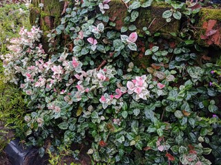 Variegated Asiatic jasmine with pinkish leaves (Trachelospermum asiaticum) on red brick wall background