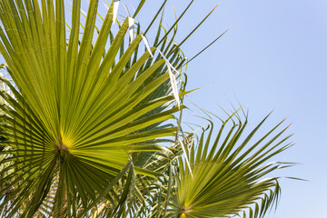 Green palm leaves in front of blue sky in sunlight 