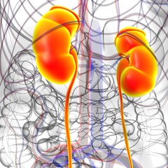 Human Urinary System Kidneys with Bladder Anatomy For Medical Concept 3D