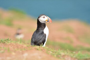 Fototapeta premium atlantic puffin or common puffin