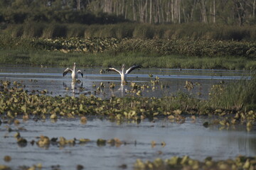 pelicans in a lake