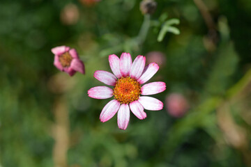 Moroccan daisy Marrakech