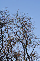 Common horse chestnut