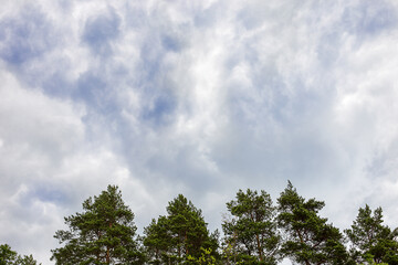 sky before the rain on the background of the forest