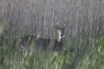 deer standing in long grass
