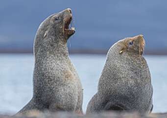2 Antarktische Seebären (Arctocephalus gazella) auf Deception Island - Whalers Bay...