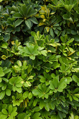 Schefflera arboricola textured foliage