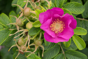 Closeup of pink rose flower on the garden