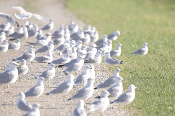 seagulls standing on a path next to grass