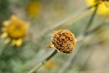 Yellow chamomile