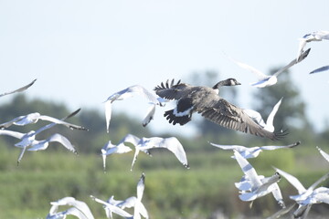 canadian goose and seagulls flying over grassy landscape