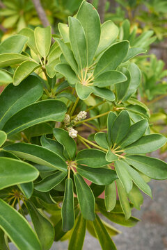 Schefflera actinophylla leaves close up