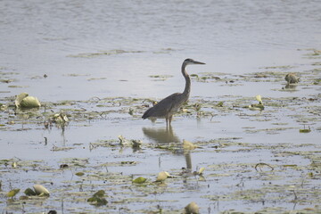 heron standing in a lake