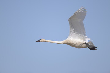 swan flying in the sky